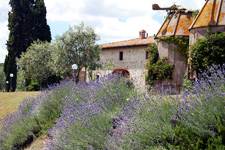 farmhouse with lavenders