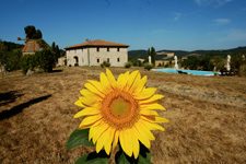 farmhouse and sunflower