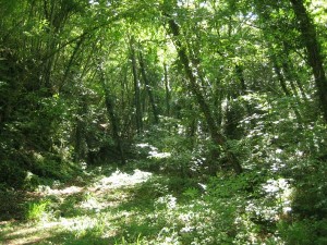 vegetazione lussureggiante nel parco alto merse