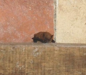 pipistrello albolimbato in toscana