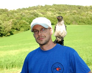 cornacchia grigia domestica in  Toscana