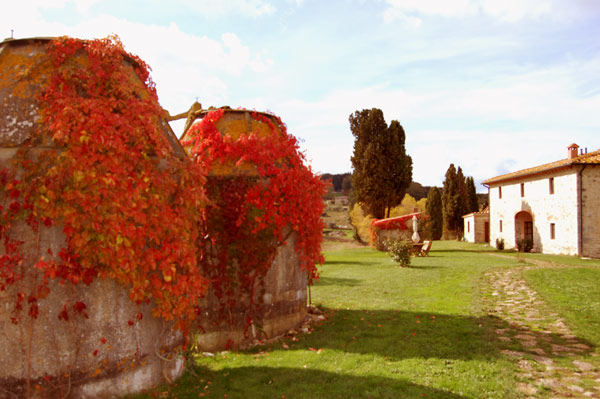 edera con fogle rosse in autunno nella villa toscana