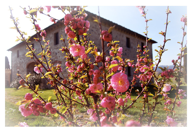Poto della villa in Toscana in primavera